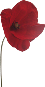 coquelicot